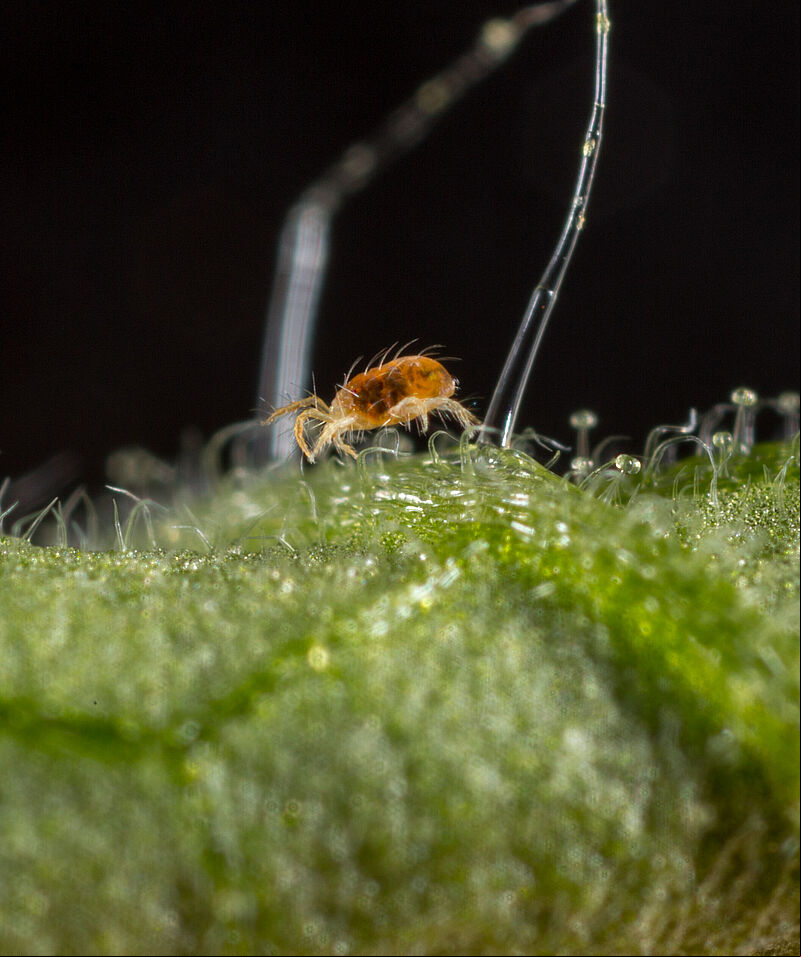 Two-spotted spider mite Tetranychus utricae