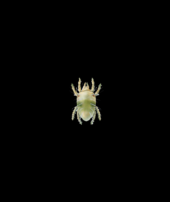 Two-spotted spider mite Tetranychus urticae Protonymph Illustration
